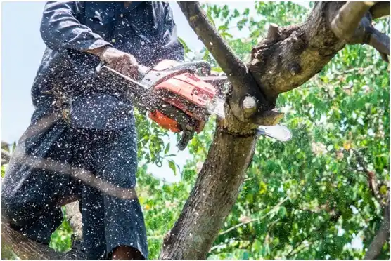 tree services Rosedale